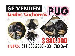 A LA VENTA LINDOS PERRITOS PUG NEGROS  cali, colombia