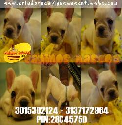 bulldog frances bellos cachorritos disponibles medellin, colombia