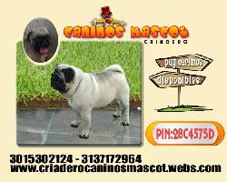 adorables pug cachorritos  medellin, colombia