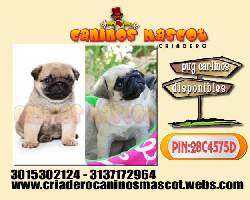 pug carlinos los mas hermosos  medellin, colombia