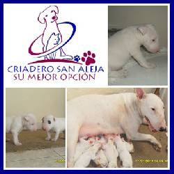 BULL TERRIER xp cali, colombia