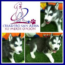  HERMOSOS LOBO SIBERIANO cali, colombia