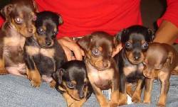 SAN ALEJA: vende cachorros de pinsher cali, colombia