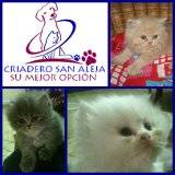LINDOS GATOS PERSA EN VENTA !! cali, colombia