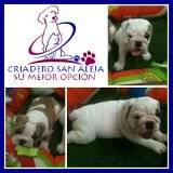 BULLDOG INGLES  EN VENTA cali, colombia