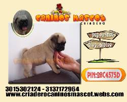 pug carlinos gran belleza medellin, colombia