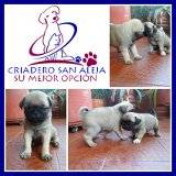 //  HERMOSOS PUG CHINO cali, colombia