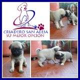 --** ESPECTACULARES PUG CHINO **-- cali, colombia