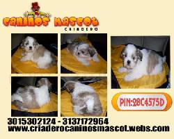 shitzu los mas hermosos cachorritos  medellin, colombia