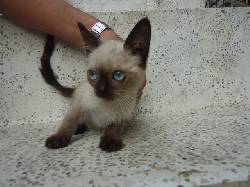 Se venden hermosos gatos siames 100% puros!!! cali, colombia