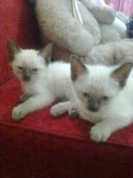 AZUL RUSO VENTA DE GATOS   XXD cali, colombia
