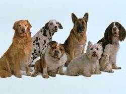VENTA DE PERROS  CNM cali, colombia