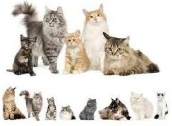 VENTA DE GATOS  CCV cali, colombia