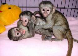 Bebs chimpanc, mono ardilla, monos capuchinos y tit  Jalisco, Mexico