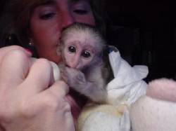   Sper Excelente monos capuchinos Disponible Madrid, Spain