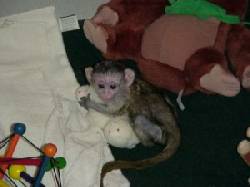  Bebe Monos Capuchinos para la Adopcion Madrid, Spain