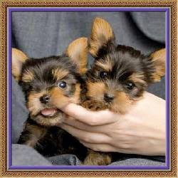 Pareja de Yorkies para adopcin Jackson MS, 150