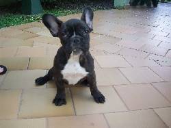 bulldog frances pedigree cali, colombia