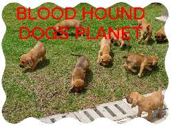 BLOOD HOUND CACHORROS EXCELNTES //ENVIOS// bogota, colombia