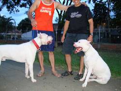 Dogos Argentinos Cali tiene para reserva Cachorros Cali, Colombia