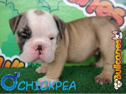 bulldog Tiernos y lindos de bullcanes Medellin, Colombia