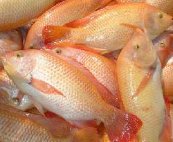 Venta de Mojarra Roja Bogot, Colombia
