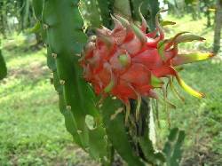 SEMILLA DE PITAYA BOGOTA, COLOMBIA