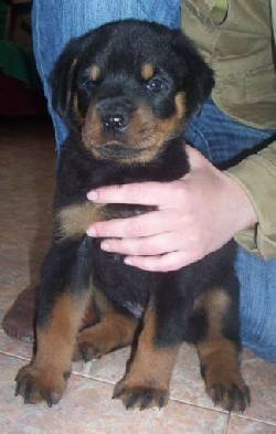 ROTTWEILER DE DOS MESES HEMBRA  bogota, colombia