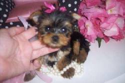 Yorkie adorable cachorros para su aprobacin madrid, espana