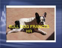 Bulldog frances  espectaculares y excelentes  bogota, colombia