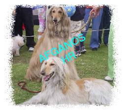 AFGANOS CACHORROS VENDO EXCELNTE ESTANDAR //ENVIOS bogota, colombia