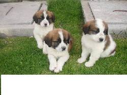 SAN BERNARDO HERMOSOS CACHORROS MACHOS Y HEMBRAS  bogota, colombia
