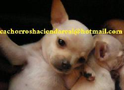 CRIADERO CACHORROS CHIHUAHUAS VENTA COLOMBIA PERROS *** bogota, colombia