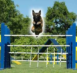 Adiestramiento y Recreacin Canina Xoxocotla, Mxico