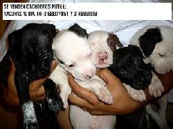 vendo cachorros pitbull en armenia armenia, colombia
