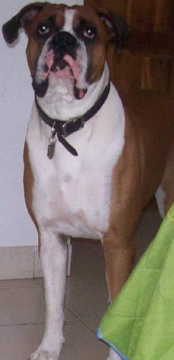 hola busco novia boxer en pereira..cruze pereira, colombia