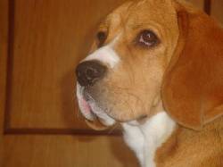 beagle tricolor busca novia Bogota, Colombia