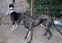 campaa para apoyar a perros desprotegidos  medellin, colombia