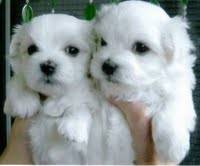 Dos cachorros malts adorable para la adopcin libre madrid, madrid