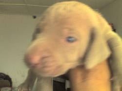 Hermosos Cachorros Weimaraner Excelente Linea Armenia, Colombia