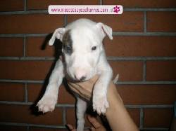Bull Terrier para venta Medellin, Colombia