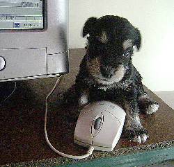 Hermosos cachorros de schnauzer Bogot, Colombia