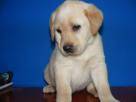 LABRADORES NEGROS Y DORADOS 5 HERMOSOS L.D.S BOGOTA, COLOMBIA