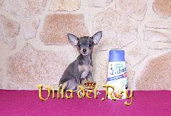 chihuahua azul valencia, espaa
