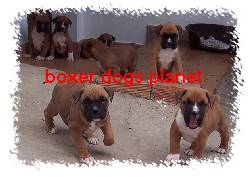 Boxer  espectaculares y excelentes  bogota, colombia