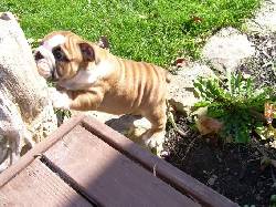 adorabloe Ingls bulldogs para amantes de los hoga barcelona, espana