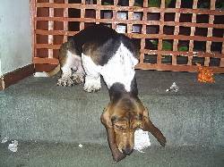 Vendo Hermoso Cachorro Basset Hound Bogota, Colombia