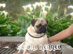 Pug Espectculares de Royal Kennel !18 razas! Bogota, Colombia