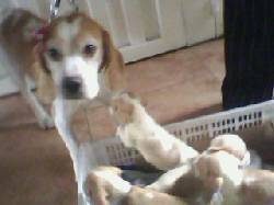 vendo hermosos cachorros beagle limon  bogota, colombia