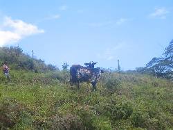 Excelente Finca Bogota, Colombia